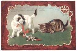 ak146779 Katzen mit Spielzeug