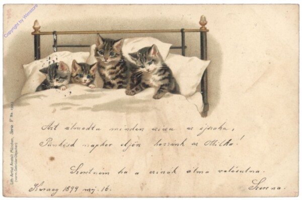 ak146781 Katzen im Bett