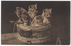 ak146783 Katzen in einer Trommel