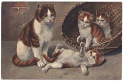 ak146787 Verspielte Katzen