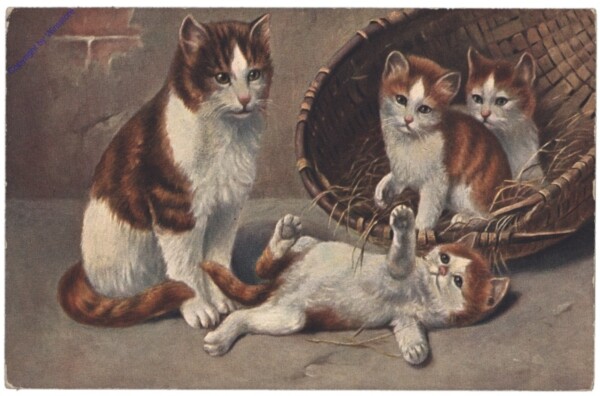 ak146787 Verspielte Katzen