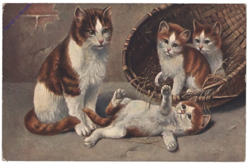 ak146787 Verspielte Katzen