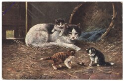 Katzenmutter