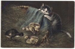 ak146795 Katzen mit Kücken