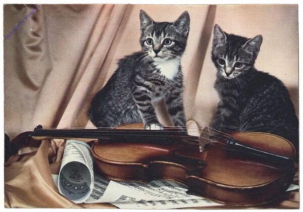 Katzen mit Geige
