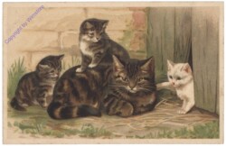 ak146804 Katzenmutter mit Kätzchen