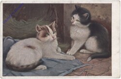 Katzen