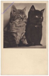 Katzen