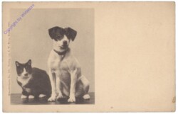 ak146828 Katz und Hund