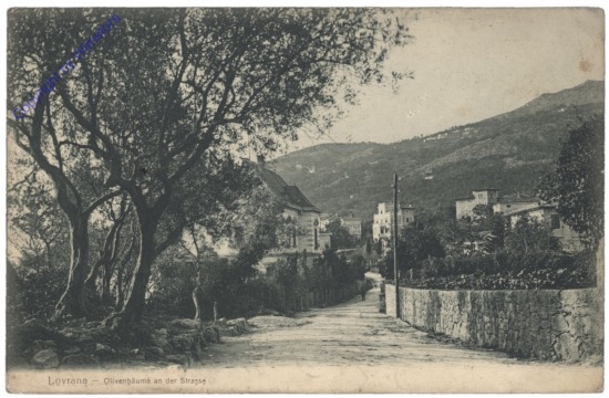 Lovran, Olivenbäume an der Strasse