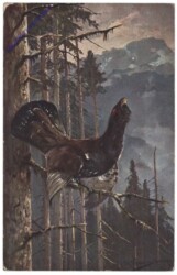 Auerhahn