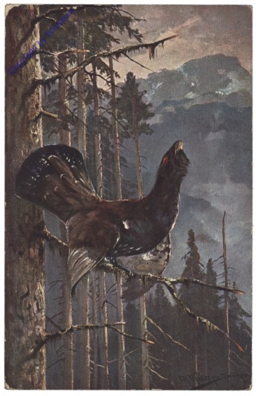 Auerhahn