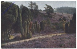 Heide
