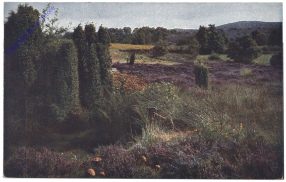 Heide