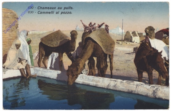 Chameaux au puits