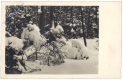 Winterwald