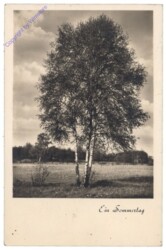 ak153197 Ein Sommertag