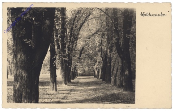 Waldeszauber