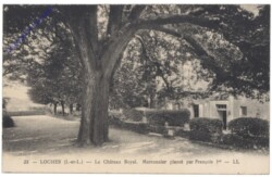 Loches, Le Chateau Royal. Marronnier plante par Francois