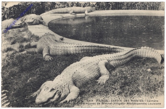 ak156225 Paris, Jardin des Plantes, Caimans