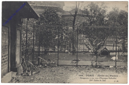ak156228 Paris, Jardin des Plantes, Kangourou