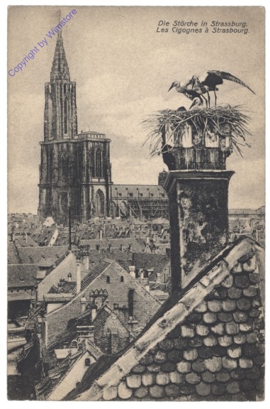Strassburg, Die Störche in Strassburg