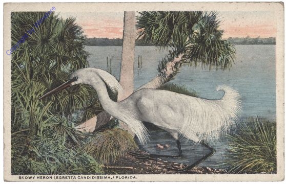 ak157523 Florida: Snowy Heron