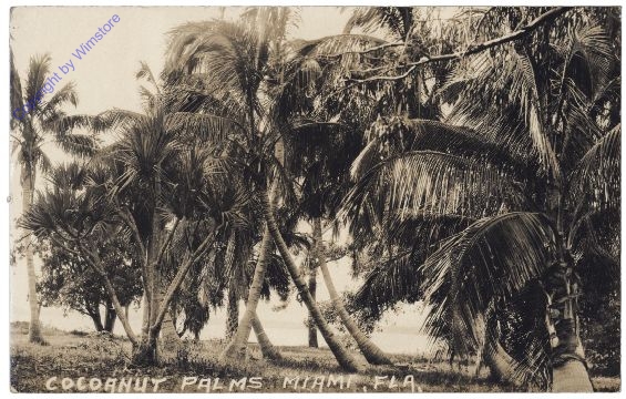 ak157530 Florida: Cocoanut Palms Miami