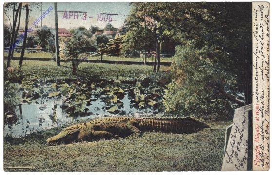 ak157532 Florida: Alligator at Home