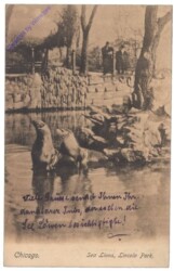 ak157545 Illinois: Sea Lions, Lincoln Park, Chicago