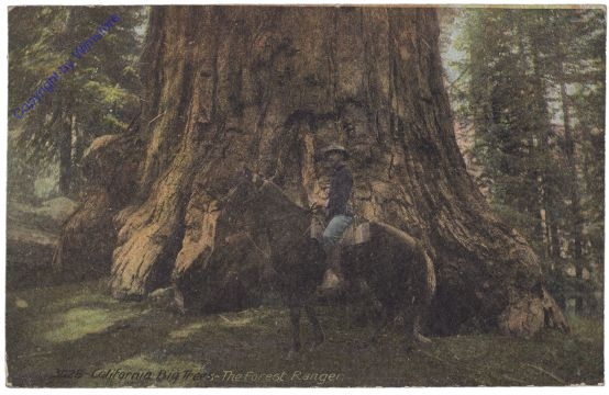 Kalifornien: Big Trees, The Forest Ranger