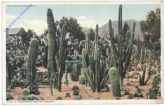 Kalifornien: A California Cactus Garden
