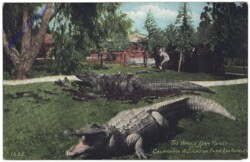 Kalifornien: California Alligator Farm, Los Angeles