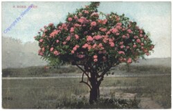 ak157591 Kalifornien: Rose Tree