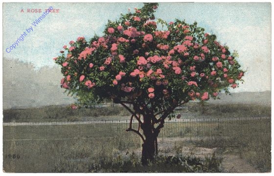 ak157591 Kalifornien: Rose Tree