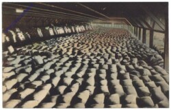 Kalifornien: Millions of Sacks of California Wheat