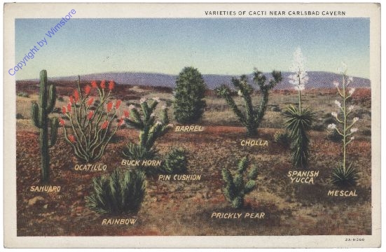 New Mexico: Varieties of Cacti near Carlsbad Cavern