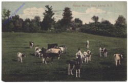 New York: Almost Milking Time, Liberty