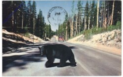 Wyoming: Bear crossing Highway, Yellowstone National Park