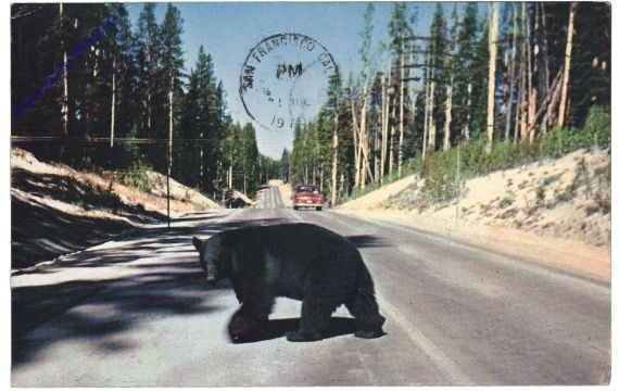 ak157755 Wyoming: Bear crossing Highway, Yellowstone National Park
