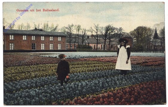 Allgemein, Groeten uit het Bollenland