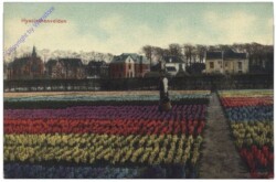 Allgemein, Hyacinthenvelden