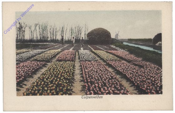 Allgemein, Tulpenvelden