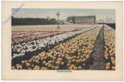 Allgemein, Tulpenvelden