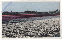 Allgemein, Blumenzwiebelfeld