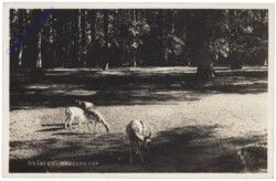 ak158514 Haarlem, Hertenkamp