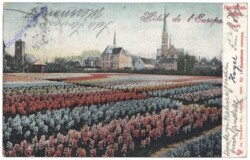 Lisse, Hyacinthenvelden