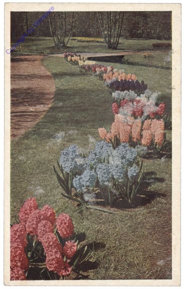 Lisse, Keukenhof