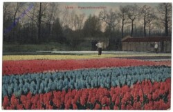 Lisse, Hyacinthenvelden