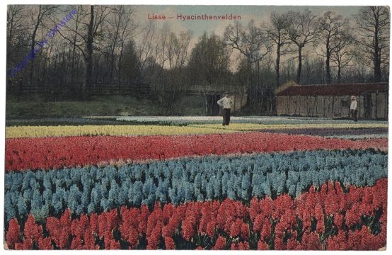 Lisse, Hyacinthenvelden